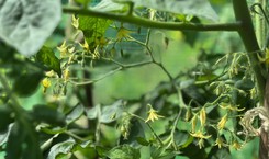 Jak zrobić oprysk z drożdży na pomidory