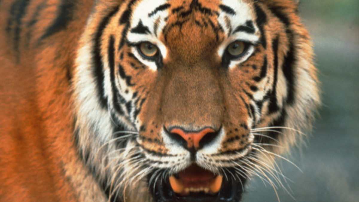 Tygrys bengalski zaatakował i na oczach widowni w cyrku zagryzł swojego tresera podczas przedstawienia w Meksyku. 35-letni Amerykanin zmarł w drodze do szpitala z upływu krwi.