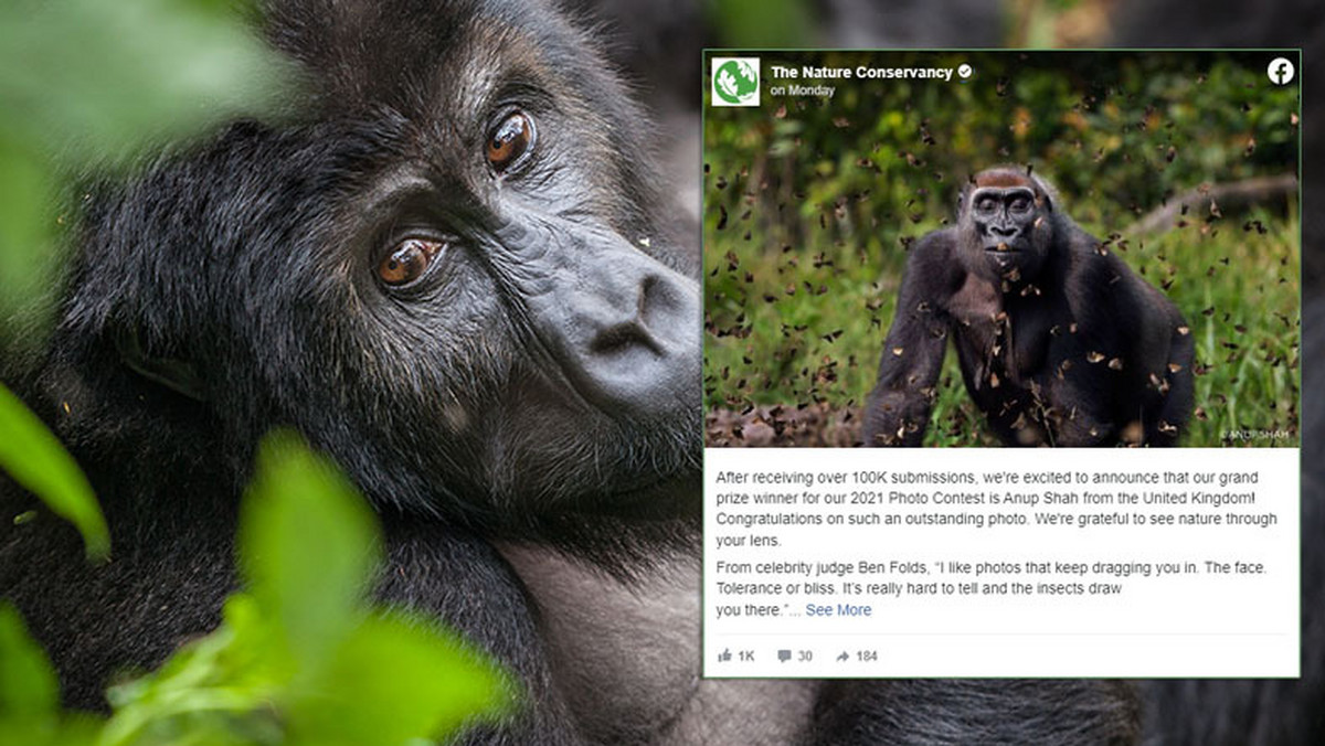 Nature Conservancy 2021. Poznaliśmy najlepsze zdjęcia tego roku [INSTAGRAM]