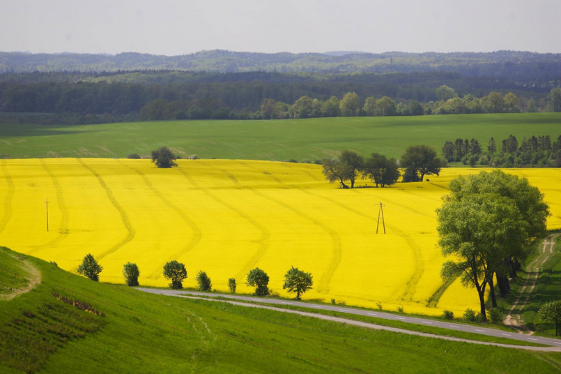 Pole rzepaku. Rząd nie będzie skupował rzepaku po cenach interwencyjnych.