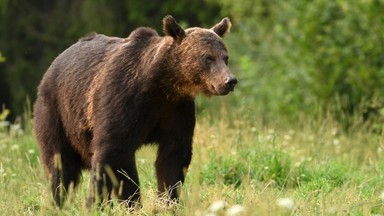 Niedźwiedzie w Bieszczadach są ciągle aktywne, ale gady i nietoperze już śpią