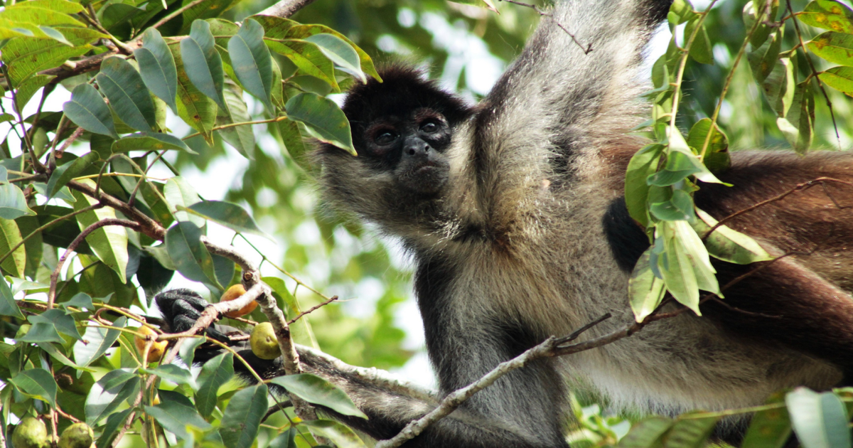 Why-spider-monkeys-swap-groups-constantly-and-it-s-more-clever-than-you-think
