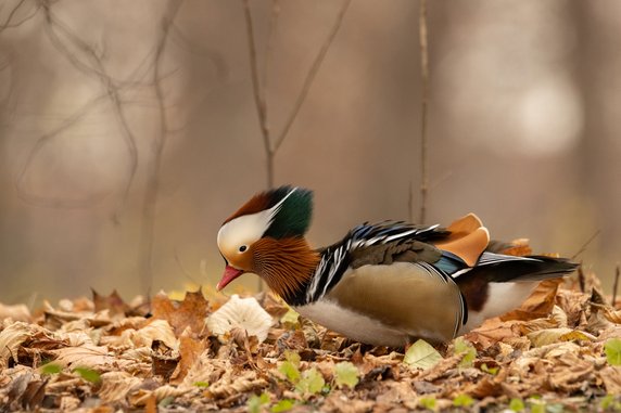 Mandarynka (Aix galericulata)