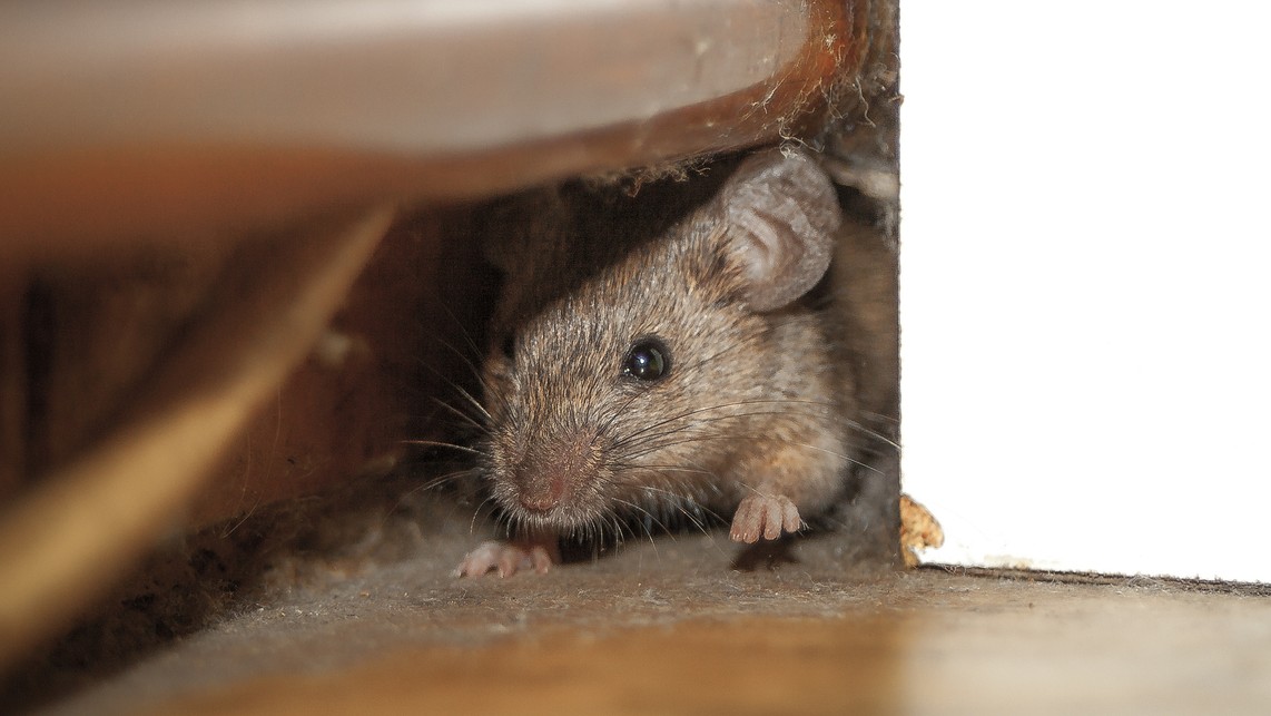 Na hlodavce nemusíte používať len chemikálie. (ilustračné foto)