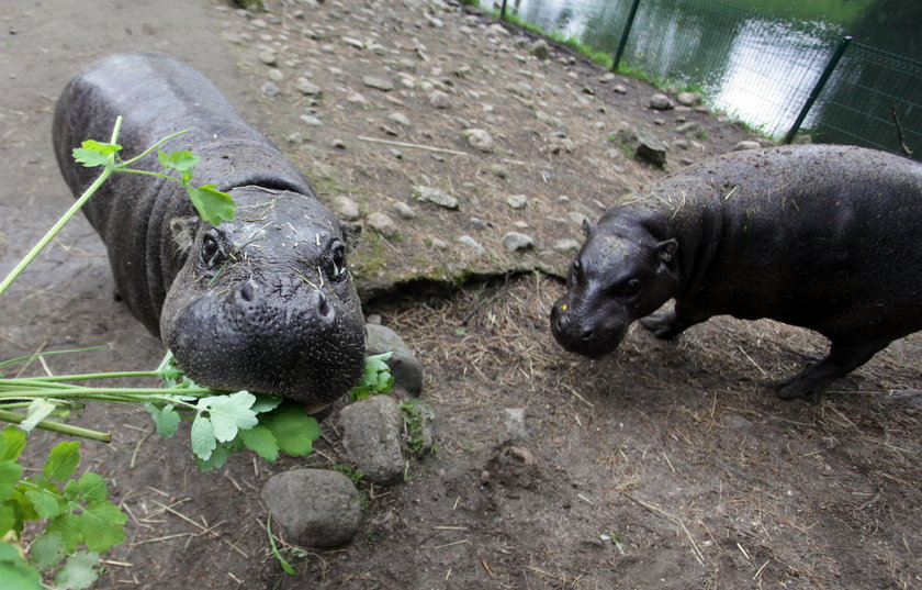 Hipopotamy z gdańskiego zoo