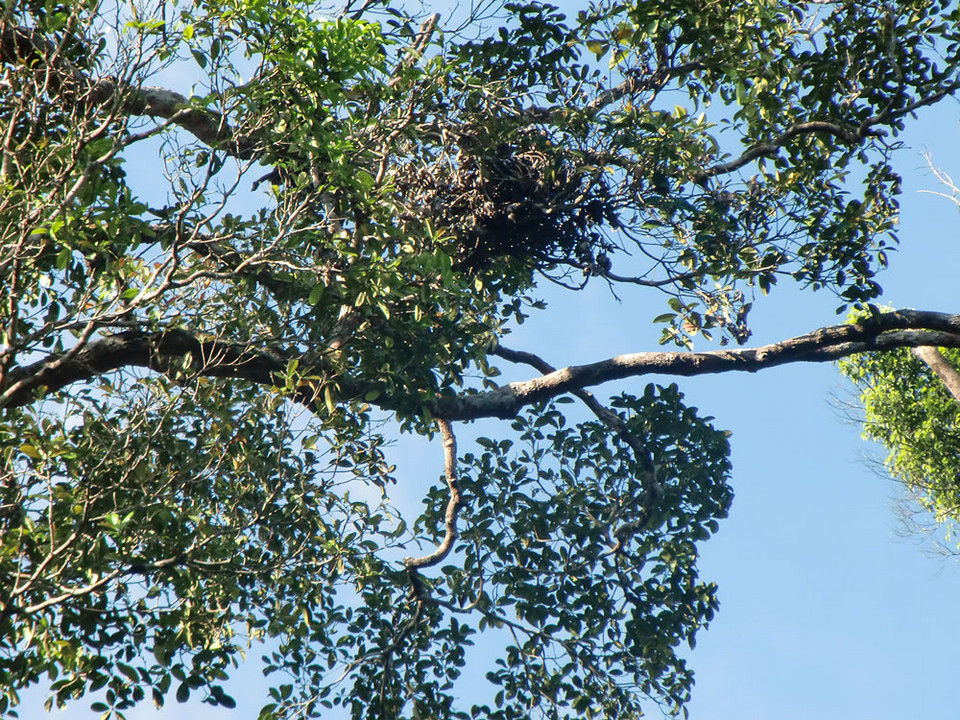 Borneo, Semenggoh Wildlife Centre