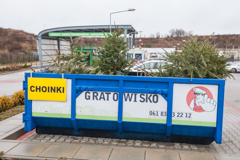 Poznańskie choinki wracają do środowiska