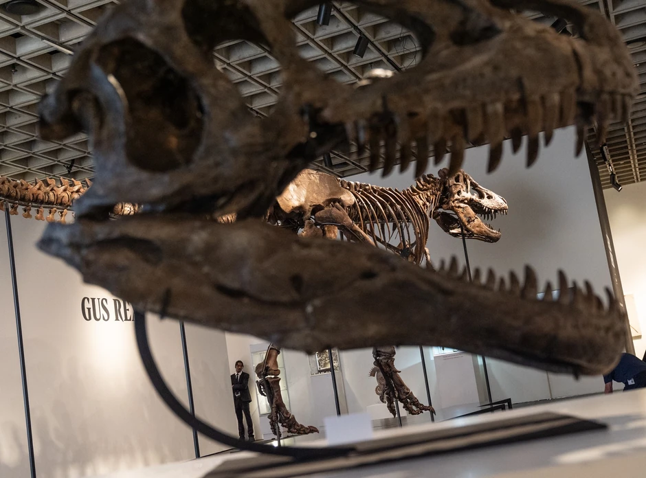 Skelet tiranosaurus reksa „Gas“
