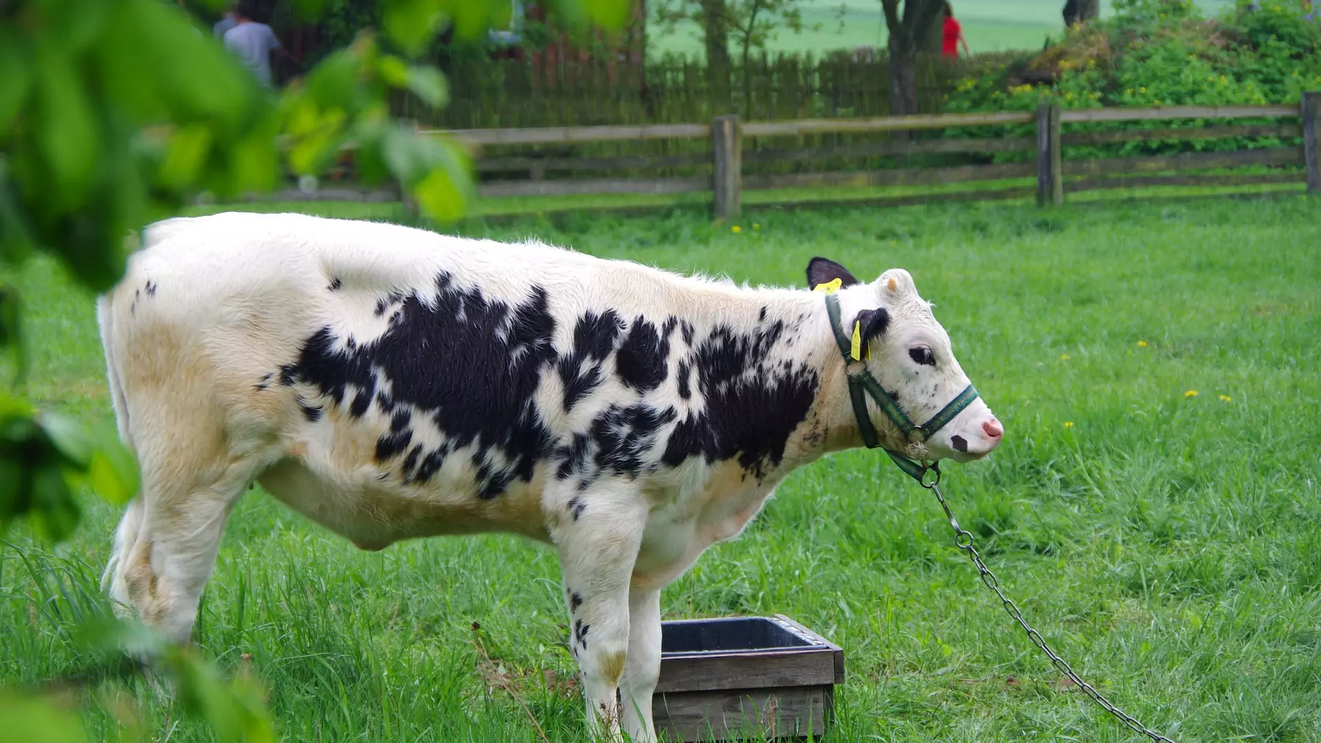 MUUUU! Radio zrobi audycję z muczącymi krowami, a ty dostaniesz od tego orgazmu