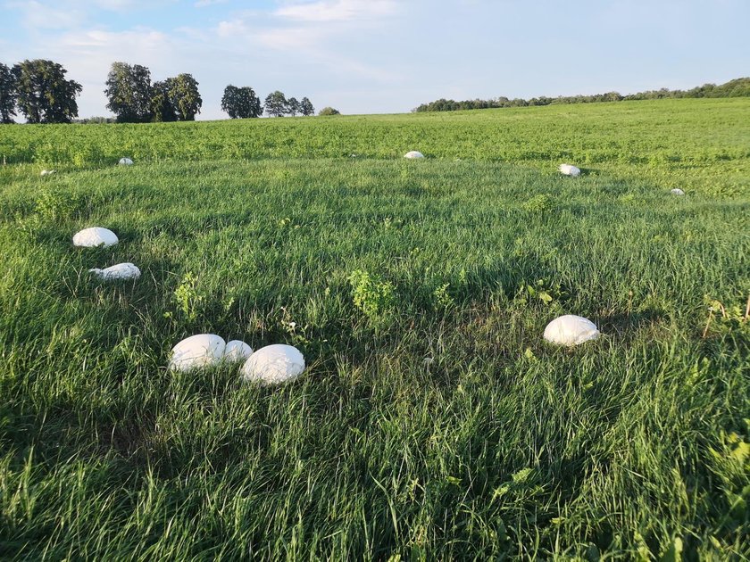 Niesamowite znalezisko pod Augustowem. Wyglądały jak porozrzucane piłki