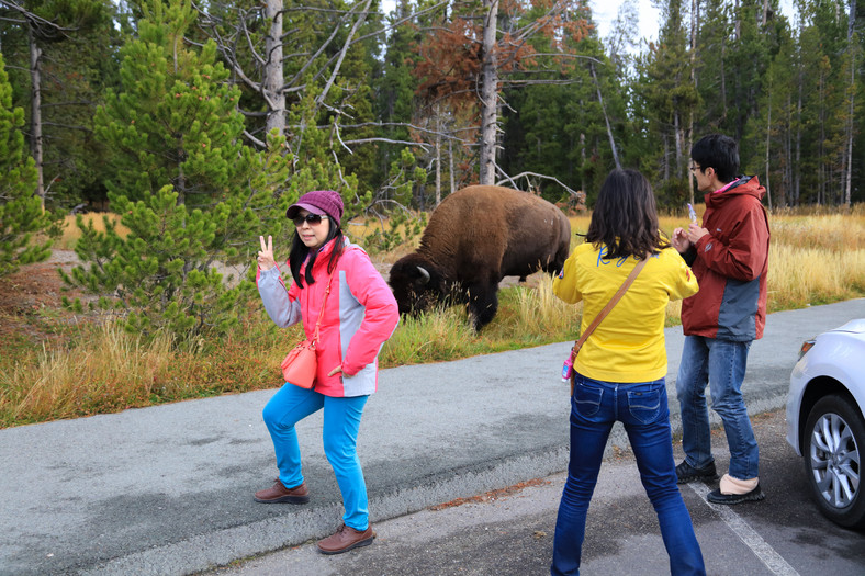 Turyści z bizonem w Yellowstone