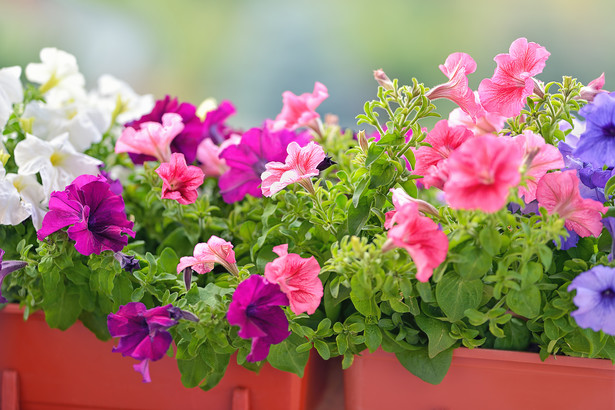 Piękny zapach kwiatów na balkonie? Posadź te pachnące kwiaty i stwórz wyjątkowy klimat