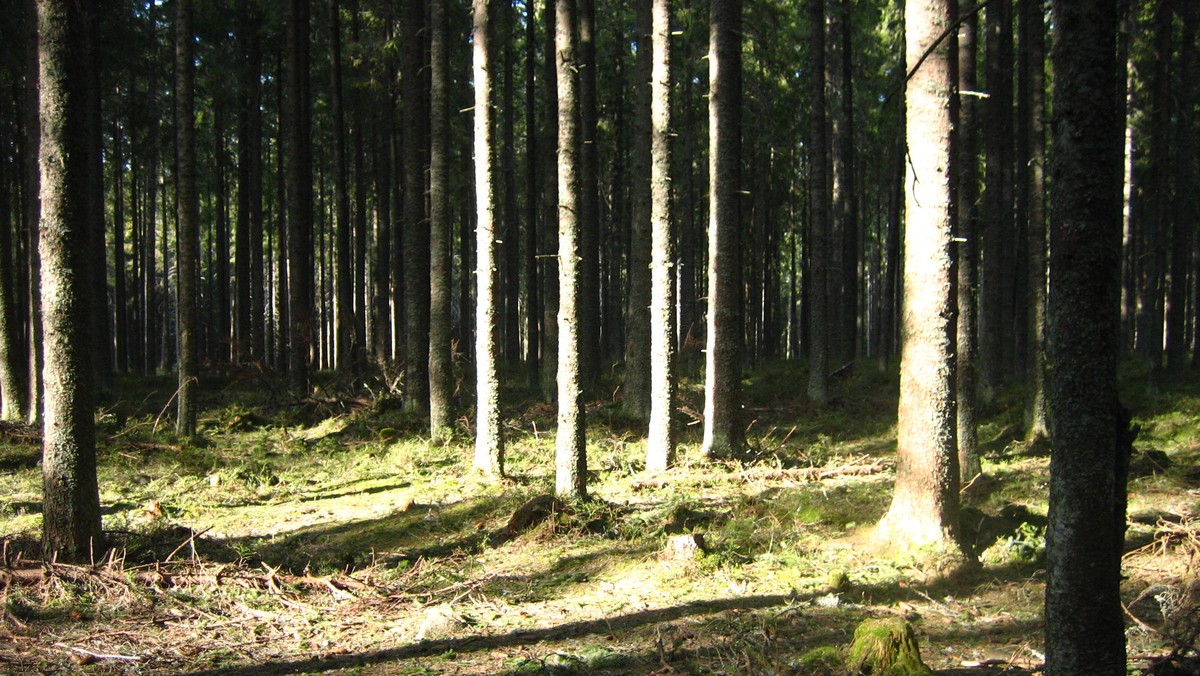 Lasy Państwowe powinny być formą korporacji prawa publicznego, a ewentualna prywatyzacja byłaby nieuzasadniona i ryzykowna - powiedział podczas Krajowej Narady Leśników prof. Jerzy Hausner. Według ministra środowiska Macieja Grabowskiego, o prywatyzacji nie ma mowy.