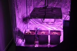 Targi konopne w Warszawie, czyli "matka medycznej marihuany", walka z mitami i... tysiące zwiedzających