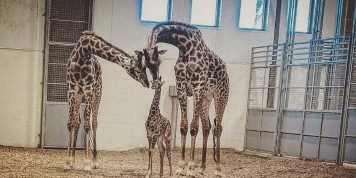 Tragiczna śmierć żyrafy w amerykańskim zoo.