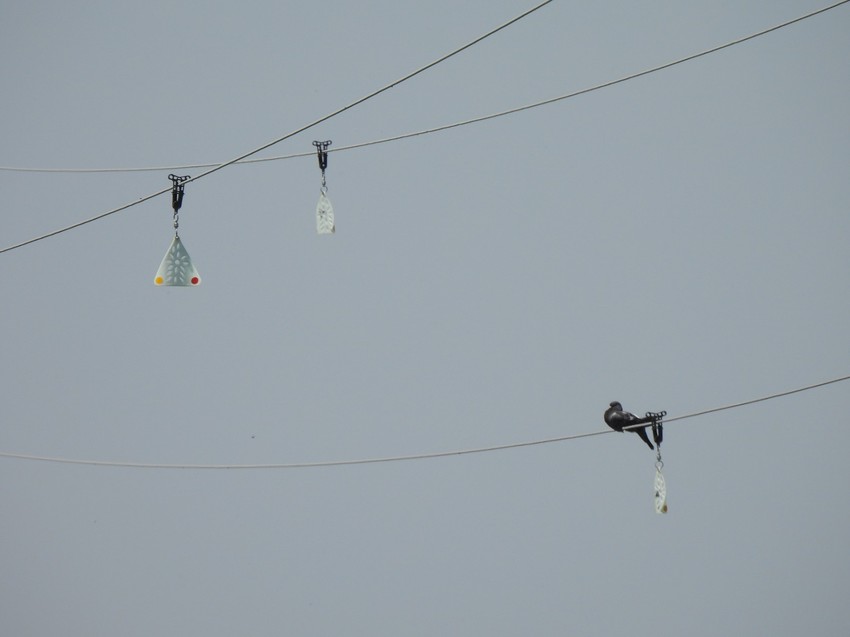 Diverteri služe kao "preusmerivači leta" pticama