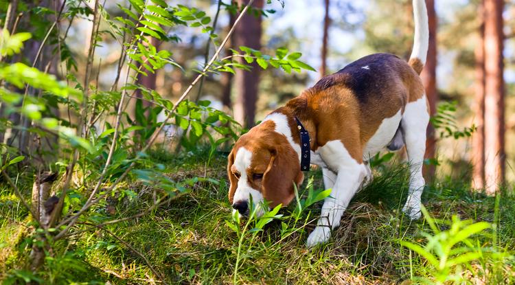 Védd kutyádat természetes anyagokkal a kullancsok ellen Fotó: Getty Images