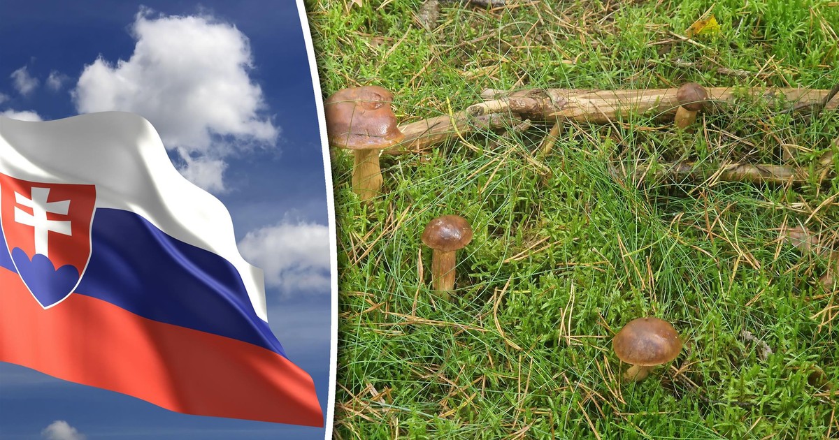 Grzybobranie na Słowacji? Zbiory mogą być imponujące, ale trzeba pamiętać o przepisach