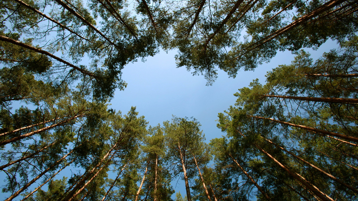 Organizacje pozarządowe zajmujące się w Białymstoku ekologią i ochroną przyrody alarmują, że przy realizacji inwestycji w mieście wycinanych jest zbyt wiele drzew. Magistrat przekonuje, że wycinka jest minimalna i zgodna z prawem; zapowiada też "zielony budżet obywatelski".