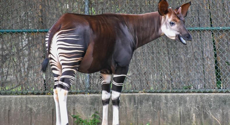 Okapi