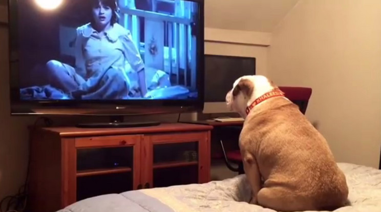 A bulldog hallhatóan izgatott volt / Fotó: YouTube