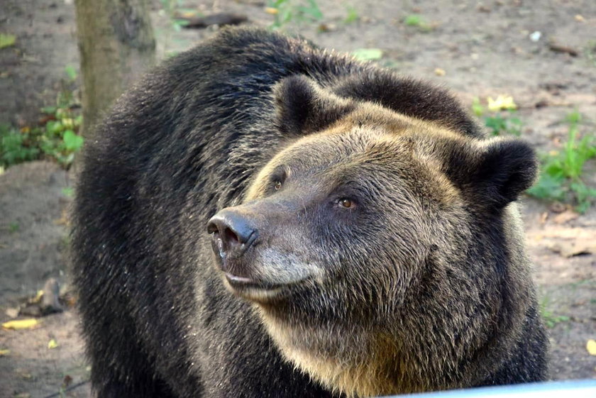 Ewka - bohaterka poznańskiego zoo