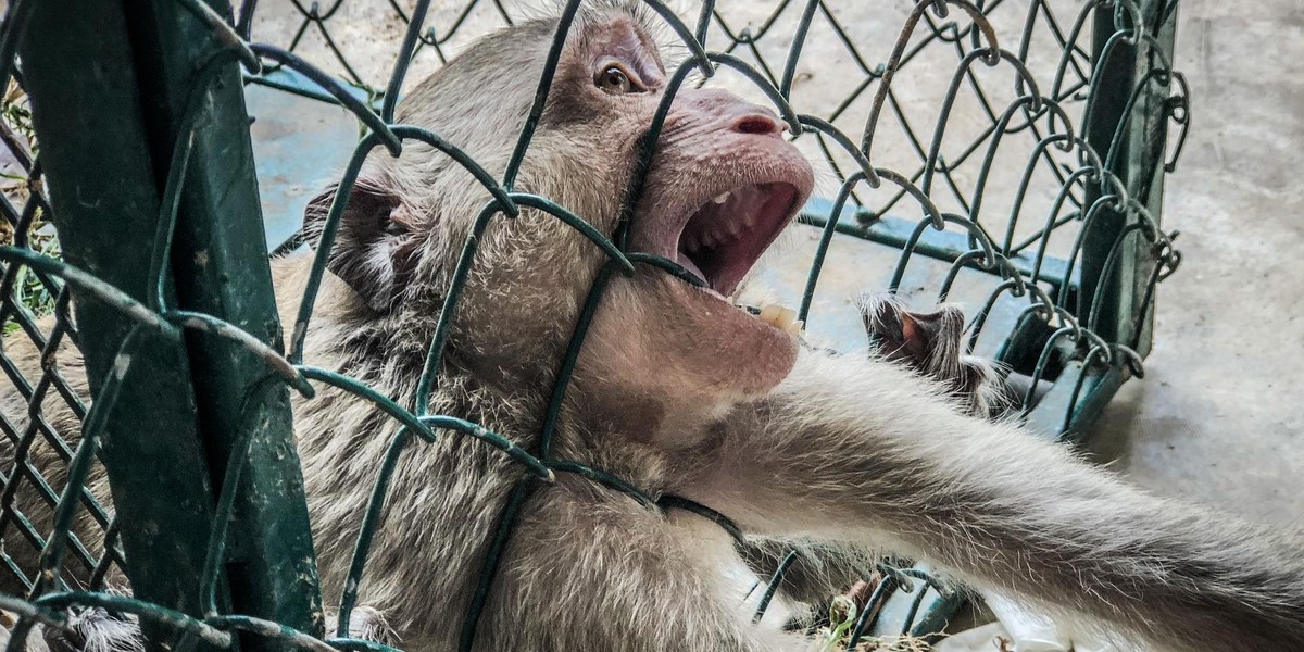 Horror zwierząt w jednym ze sklepów zoologicznych w Nowym Sączu