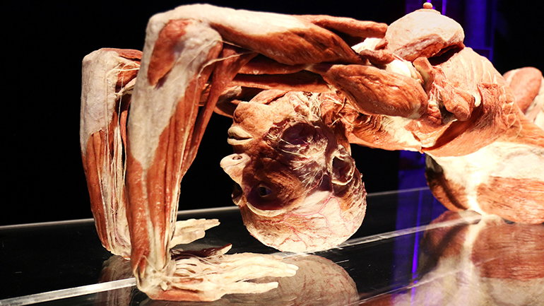 Wystawę Body Worlds odwiedziło ponad 50 mln widzów na całym świecie. 