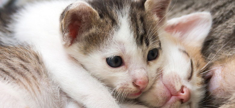 Czy istnieją koty dla alergików? Oto cztery rasy kotów, które mniej uczulają
