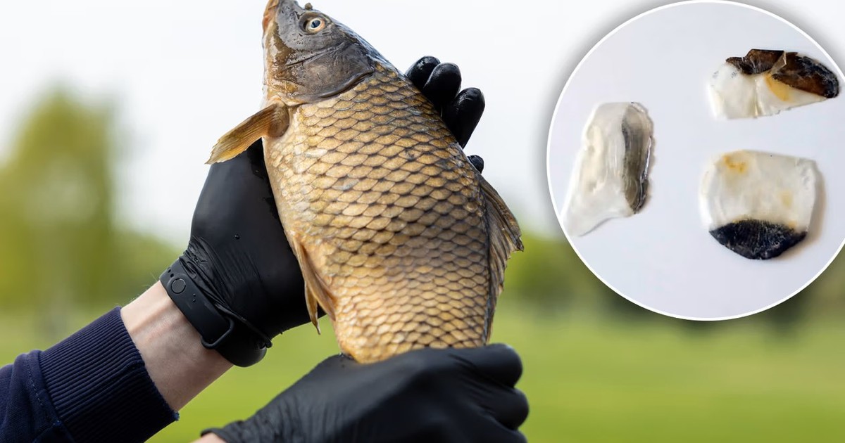 Sprzedaje "talizmany" z karpia. Wyjątkowo dziwne ogłoszenie