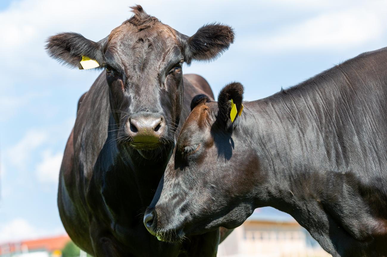 Julka i Gara zlata vrede: U Srbiji počela da se uzgaja najskuplja rasa goveda na svetu!