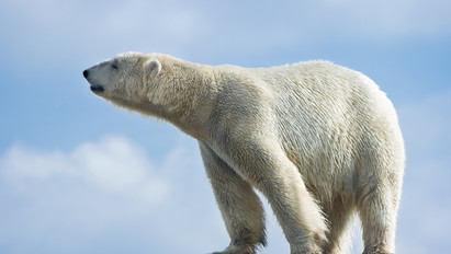 Ez nekik vicces? Összefestették egy vadon élő jegesmedve hófehér bundáját – videó