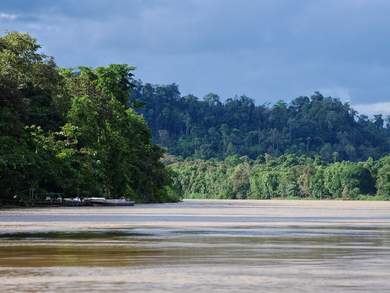Wspaniały krajobraz rzeki Kinabatangan na Borneo.