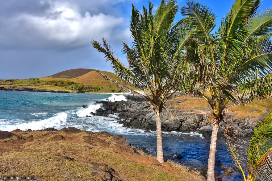 Dzikie konie na Rapa Nui / Wyspie Wielkanocnej