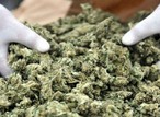 NDLEA seizes cannabis worth ₦‎2.66 billion in 8 months