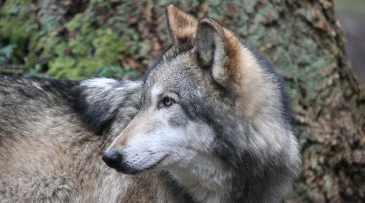 A farkast a szakemberek már régóta ismerték (illusztráció) / Fotó: Northfoto