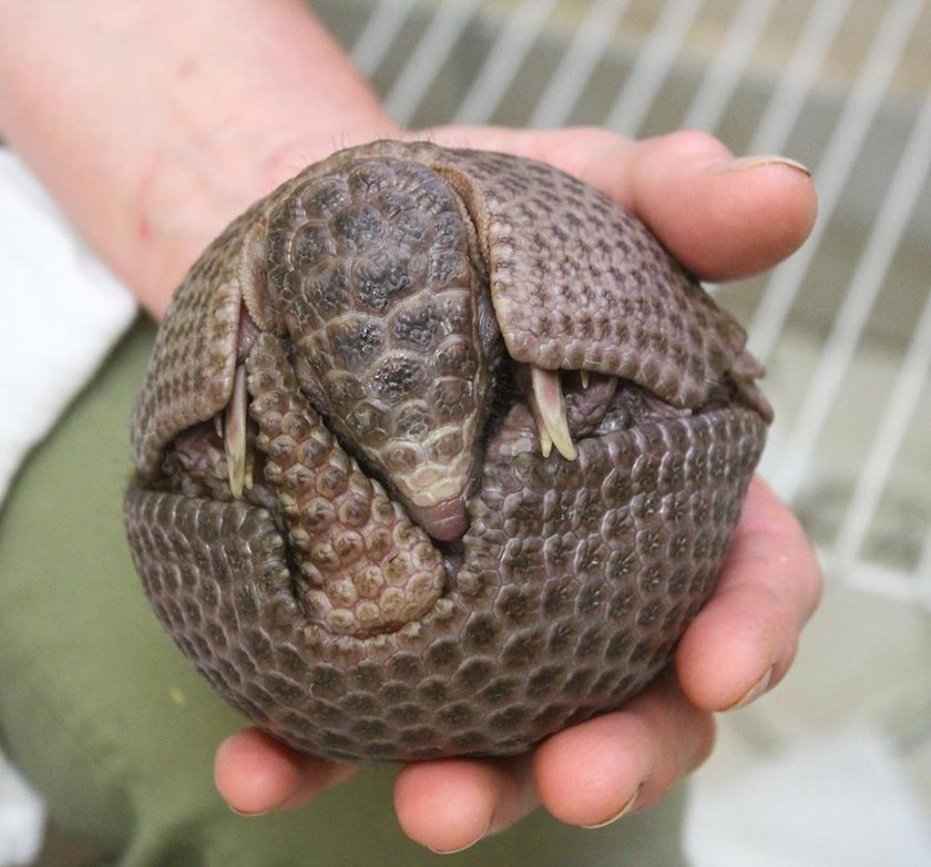 Oto nowy mieszkaniec stołecznego zoo. Pancernik bolita przyszedł na świat w maju