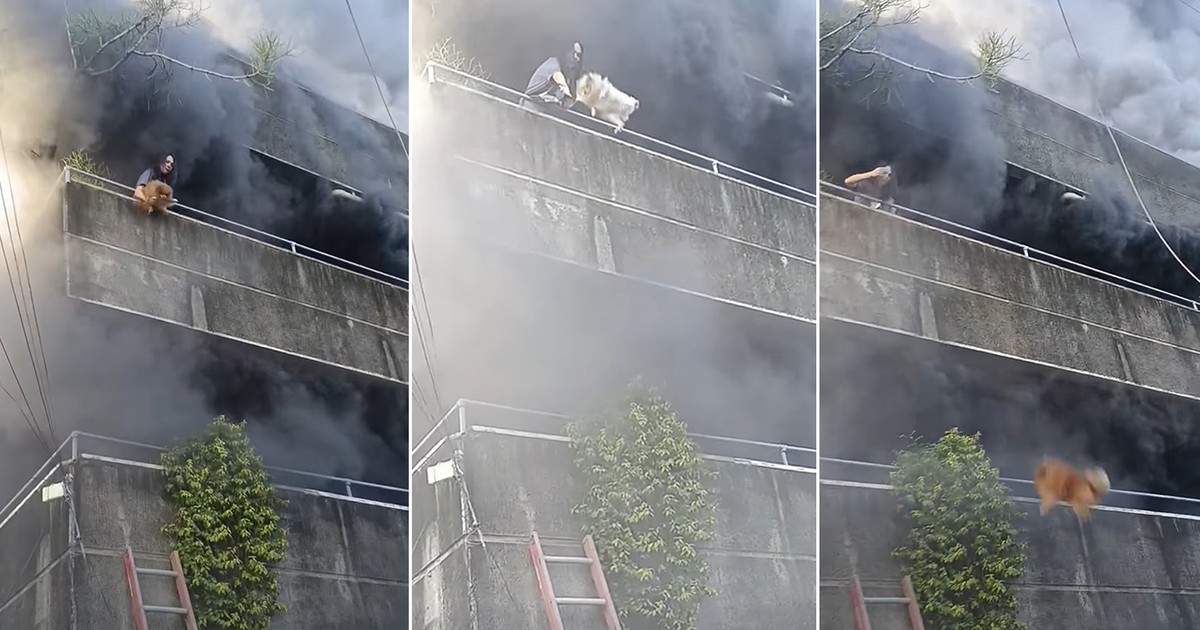 Szokujące nagranie z pożaru bloku. Nagranie ratowanych psów podbija internet