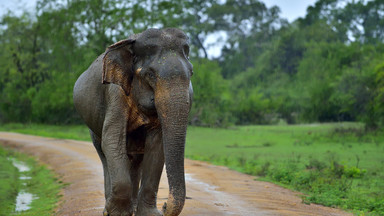 Śmiertelne starcia ze słoniami, coraz większym problemem Sri Lanki