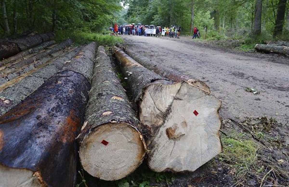 Puszcza Białowieska