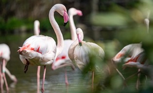 Odkryj sekret mokradeł w zoo! 