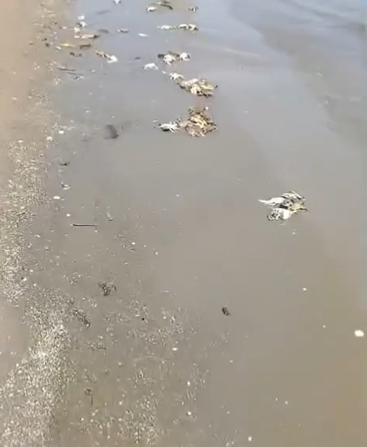 Talianska pláž v Boccasette je plná mŕtvych tiel krabov modrých.
