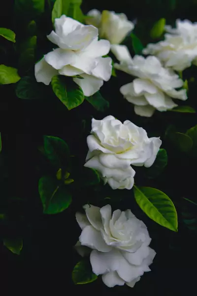 Gardenia – wstaw ją do sypialni Fot. Parker Sturdivant on Unsplash