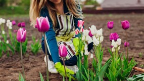 Kiedy sadzić cebulki tulipanów? Nie przegap tego momentu