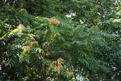 W Polsce to drzewo jest zakazane. Za jego posiadanie grozi nawet milion zł kary