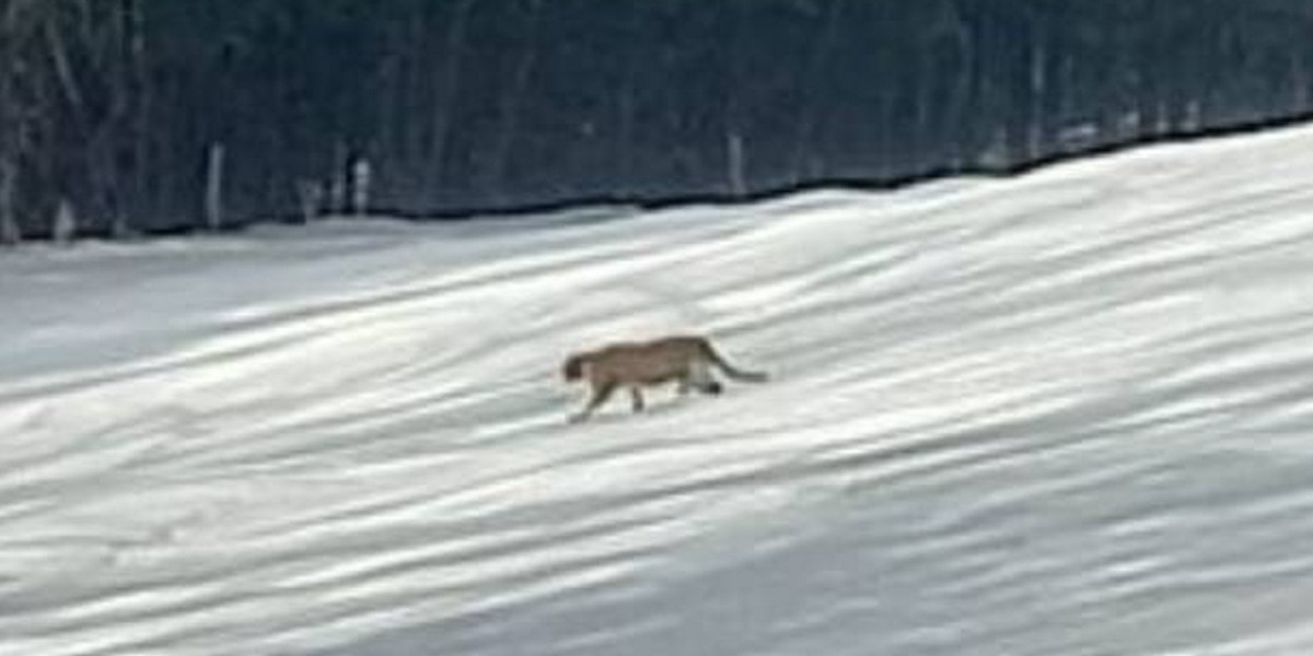 Na Sądecczyźnie znowu widziano zwierzę podobne do pumy! Tym razem w gminie Grybów.