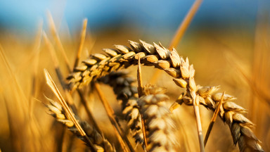 Elewarr: niskie ceny skupu zbóż i rzepaku wynikają z realiów rynkowych