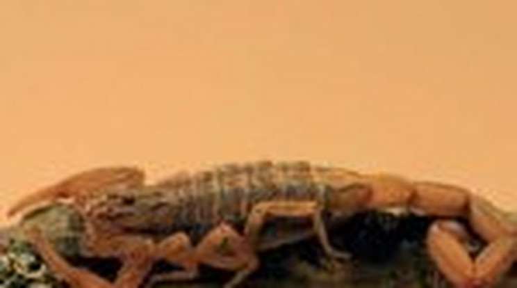 Életveszélyes skorpió keveredett Veszprémbe!