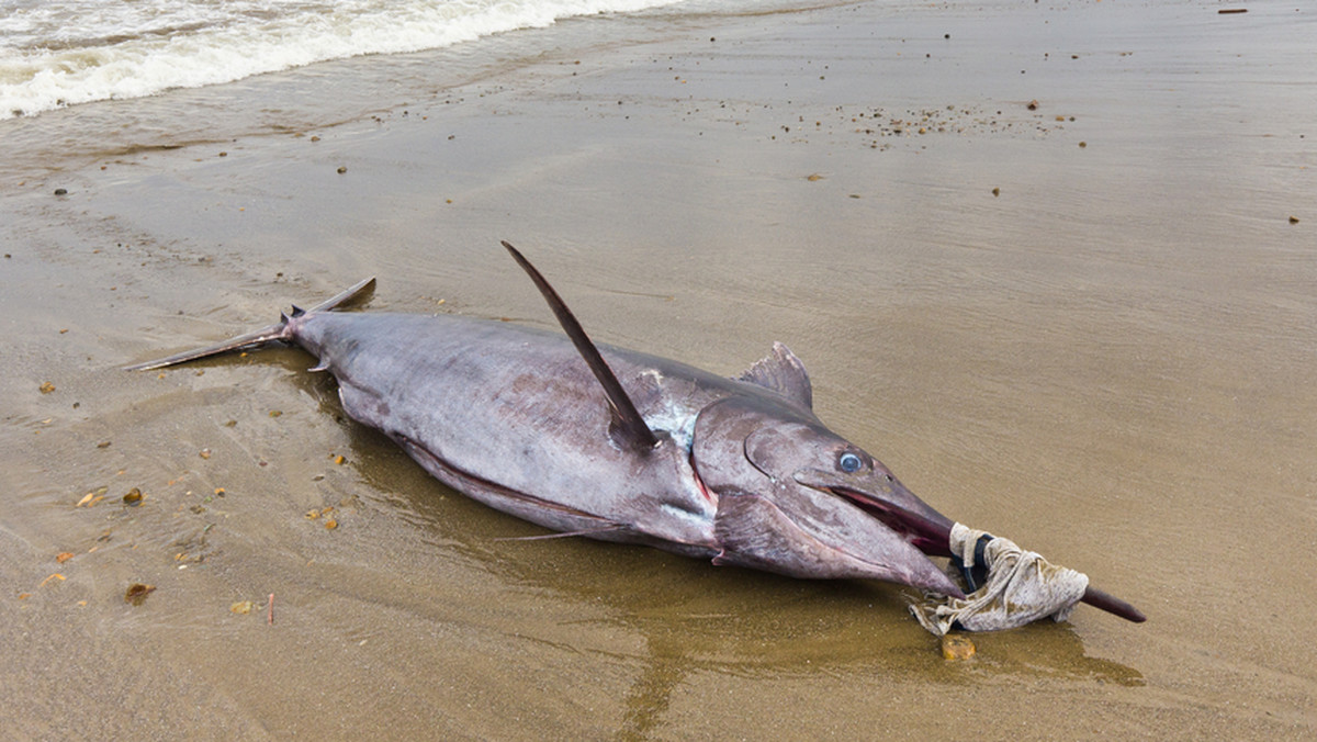 Do chłodni Stacji Morskiej w Helu trafił znaleziony na plaży w Jantarze, wyrzucony przez wody Bałtyku martwy miecznik. W stanie zamrożenia licząca 2,7 metra długości ryba poczeka na sekcję zwłok.