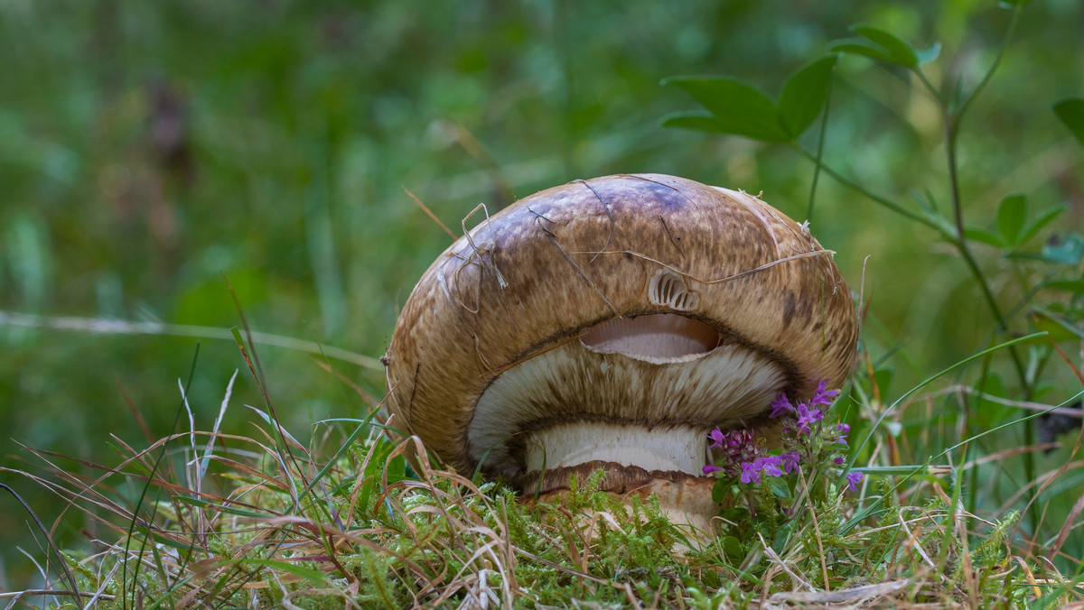 Dwupierścieniak cesarski (Catathelasma imperiale)